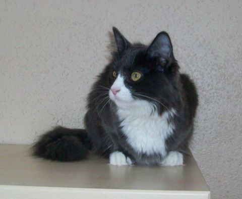 Zoja