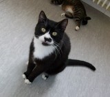 Joey, 8 Jahre Joey, 8 Jahre