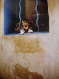 Katzensofa - Beratung f&uuml;r Katzenhalter: Saint Tropez um die Mittagszeit in einer schattigen Nebengasse und eine Katze hinter dem geschwungenen, blauen Fenstergitter im Tiefschlaf w&auml;hrend der Siesta: Gibt's was Sch&ouml;neres im Leben?