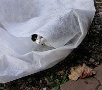 Katzensofa - Beratung f�r Katzenhalter: Bin ich etwa ein Fotomodel? Meine Katze Madeleine schaut etwas misstrauisch unter ihrem Vlies hervor.