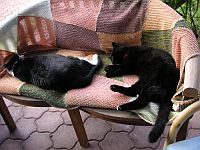 Katzensofa - Beratung f�r Katzenhalter: Meine Tigerchen Madeleine und Maurice bei der Siesta nach einem langen Beratungstag.