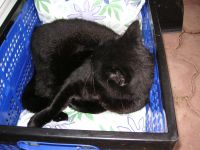 Katzensofa - Beratung für Katzenhalter: Jede Kiste - und sei sie noch so eng - ist zum Relaxen für meinen Kater Maurice geeignet.