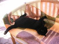 Katzensofa - Beratung f�r Katzenhalter: Auch mein Kater braucht mal eine Pause - Maurice beim genussvollem Sonnenbad auf der Terrasse.