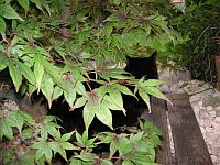 Katzensofa - Beratung f�r Katzenhalter: Kater Maurice hat genug vom Fotografiert-Werden und versteckt sich dezent unter den Japanischen Ahornzweigen.