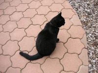 Katzensofa - Beratung f�r Katzenhalter: mein Kater Maurice hat seine Terrasse und den Garten wie immer voll im Blick und Griff.