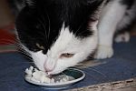 Katzensofa - Beratung f&uuml;r Katzenhalter: Das sch&ouml;nste am Tag f&uuml;r meine Katze Madeleine ist neben Schlafen, Meditieren, Fellpflege und ausgiebigen Streicheleinheiten ein wenig Sahne. 