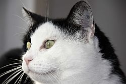 Katzensofa - Beratung f�r Katzenhalter: Madeleine geniesst so langsam die Fotosession.
