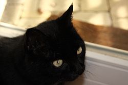 Katzensofa - Beratung f� Katzenhalter: Maurice m�chte nach sovielen Fotos lieber wieder raus in seinen Garten. Wer weiss, welcher Kater da unerlaubt rumstreift?