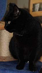 Katzensofa - Beratung f�r Katzenhalter - Mein Kater Maurice hat nicht nur M�use im Visier