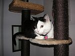 Katzensofa - Beratung f�r Katzenhalter: Madeleine auf ihrem Lieblingskratzbaum