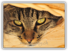 Katzensofa - Beratung f&uuml;r Katzenhalter: Ton in Ton mag's jede Samtpfote, Foto www.esthy.ch (copyright) 