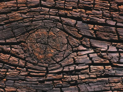 holzart-2.jpg