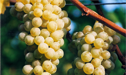 Riesling Trauben