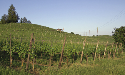 der Rebberg