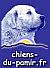 Chiens du Pamir