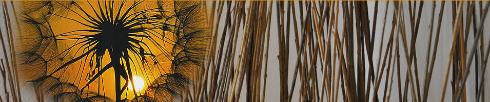 top-pusteblume