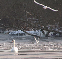 Kladow im Winter