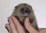 Igelbabies zu Besuch 2008