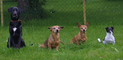 Unsere treuesten Gef&auml;hrten: Buddy, Snoopy, Laika und Rufi!