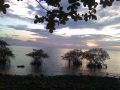 Mangrove at Bai Lan Bay