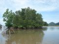 Mangrove at Klong Son fishing village