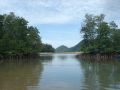 Mangrove at Klong Son