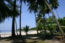 Koh Kood Island, Palms Tree at the beach