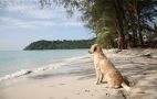 Peter Pan Resort Koh Kood - Beach Front