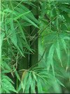Bamboo Hideaway Resort