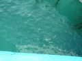 Koh Wai Island, clear sea water