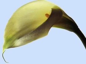Kallablume links
