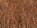 Dinkel, Bio Getreide, 