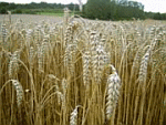 Weizen, Brot backen