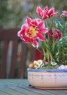 Gartentisch.JPG Gartentisch.JPG