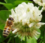 abeille 1 au travail