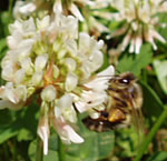 abeille 2 en action