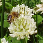 abeille 3