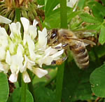 abeille 4