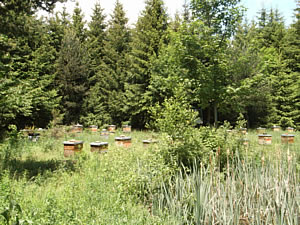 ruches_2