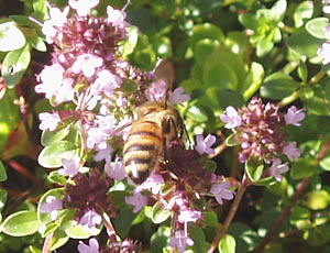 abeille_12