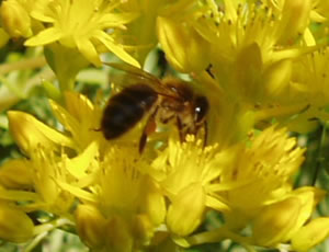 abeille_13