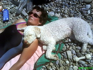 Lagotto romagnolo
