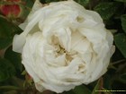 Unique blanche