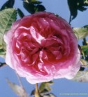 Rosa centifolia own