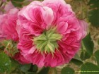 Prolifera de redout�