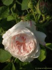 Blanche fleur