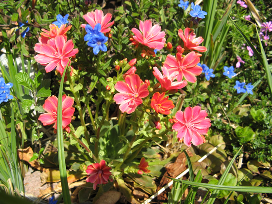 awfruehjahr1/20070425blumen 009.jpg