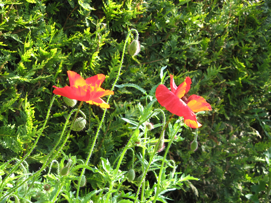 awfruehjahr1/20070520gartenblumen 010.jpg
