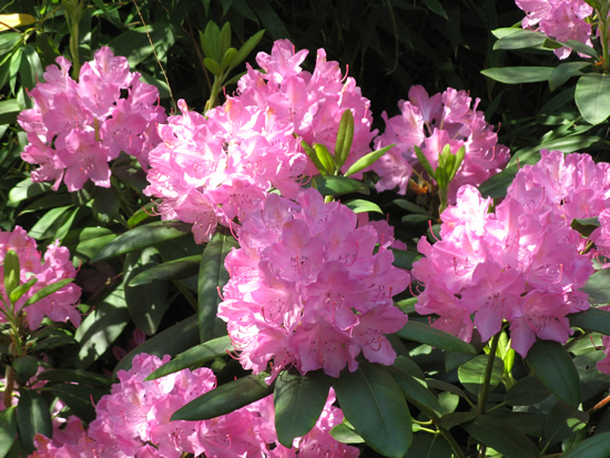 20070520gartenblumen 038.jpg