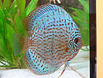 Diskusfisch in einem mit Aqualight LED Lichtleisten betriebenen Aquarium.